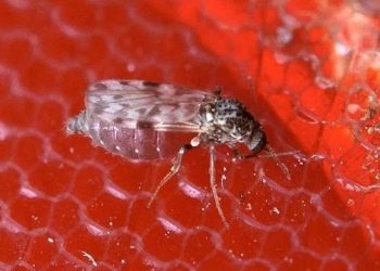 febre-oropouche:-o-que-ainda-falta-saber-sobre-a-doenca?