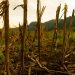 ‘mudancas-climaticas-lancam-duvida-sobre-erradicacao-da-fome’