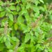 temperos-para-saude:-estudos-mostram-beneficio-de-oregano-e-manjericao-para-arterias