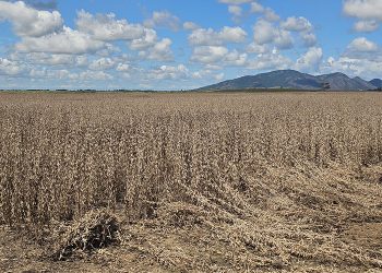 campos-e-a-maior-produtora-de-soja-do-interior-do-estado