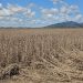 campos-e-a-maior-produtora-de-soja-do-interior-do-estado