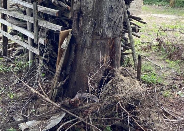 policia-ambiental-flagra-desmatamento-em-campos-apos-denuncia-ao-linha-verde