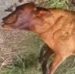 crueldade-na-zona-rural:-cerca-de-20-animais-sao-mortos-a-tiros-em-campos