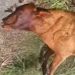 crueldade-na-zona-rural:-cerca-de-20-animais-sao-mortos-a-tiros-em-campos
