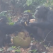 origem-da-celebracao?-macacos-consomem-alcool-em-grupo