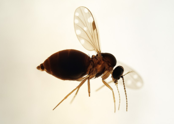 rio-confirma-mais-duas-mortes-por-febre-do-oropouche;-vitimas-sao-de-macae-e-paraty