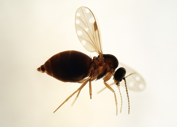 rio-confirma-mais-duas-mortes-por-febre-do-oropouche;-vitimas-sao-de-macae-e-paraty