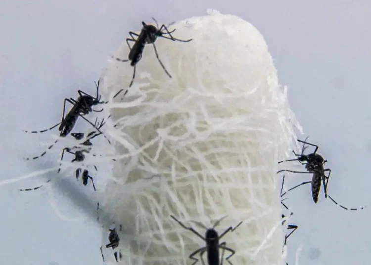 capital-paulista-tem-queda-de-90,5%-nos-casos-confirmados-de-dengue