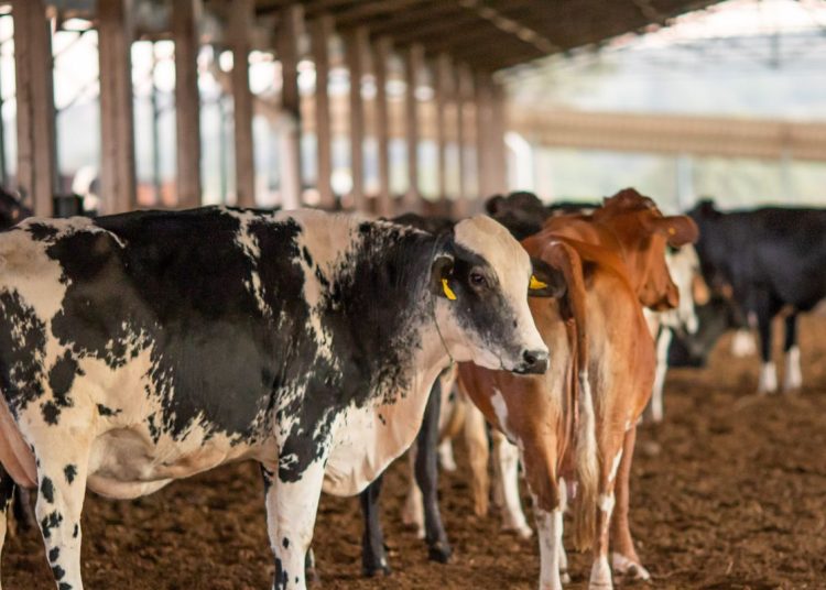 Dois lotes da vacina Excell 10 podem ter matado quase 200 animais