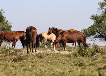 Três pessoas tiveram encefalite equina venezuelana no AM, diz Fiocruz