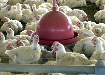 Chile e Arábia Saudita retiram restrição à carne de frango do Brasil