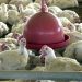 Chile e Arábia Saudita retiram restrição à carne de frango do Brasil