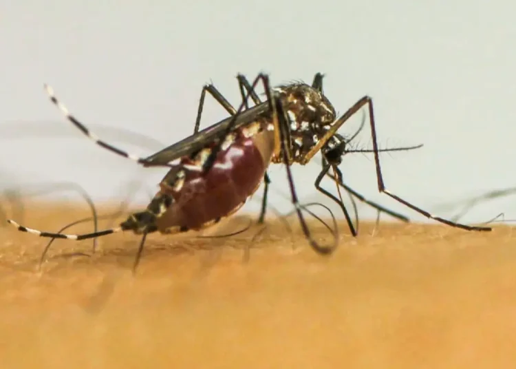 Doenças transmitidas por mosquitos serão “novo normal” na Europa