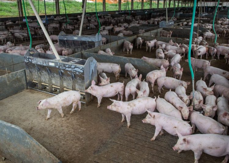 Produção de carne suína e de frango terá volume recorde em 2026