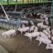 Produção de carne suína e de frango terá volume recorde em 2026