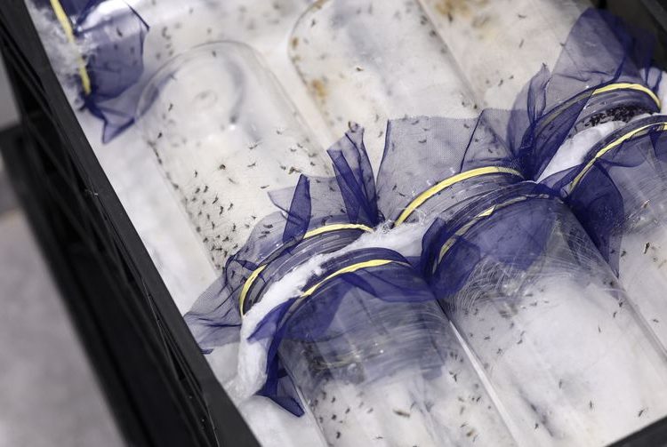 Brasília ganha biofábrica de mosquitos com tecnologia contra a dengue