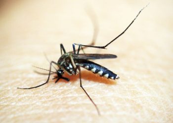 Casos de dengue e chikungunya custaram R$ 1,2 bi ao sistema de saúde