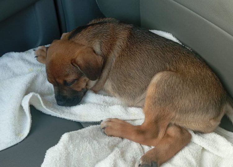 Cadela atropelada em Farol passa bem e deve ganhar um novo lar; polícia investiga o caso