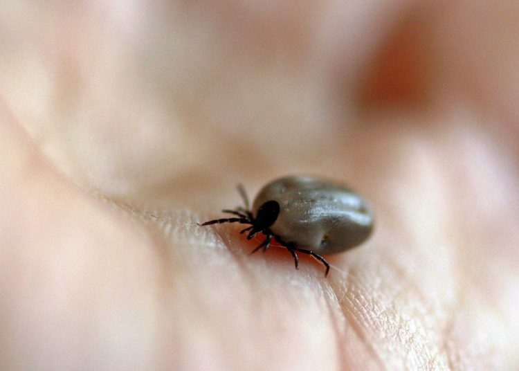 Parque no interior de SP é interditado após mortes por febre maculosa
