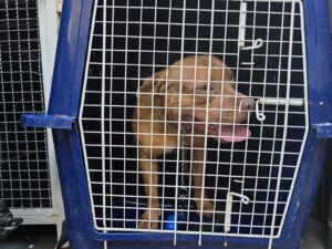 Criança de 4 anos morre após ser atacada por pitbull na Zona Norte do Rio