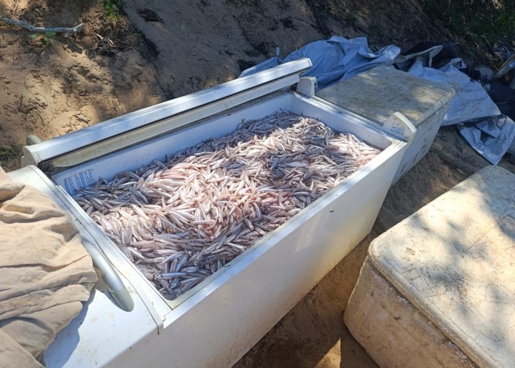 Quatro pescadores são presos cerca de 500 kg de peixe são apreendidos no Rio Paraíba após flagra de pesca em período ilegal