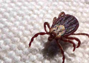 Febre maculosa causa mais duas mortes no interior de São Paulo