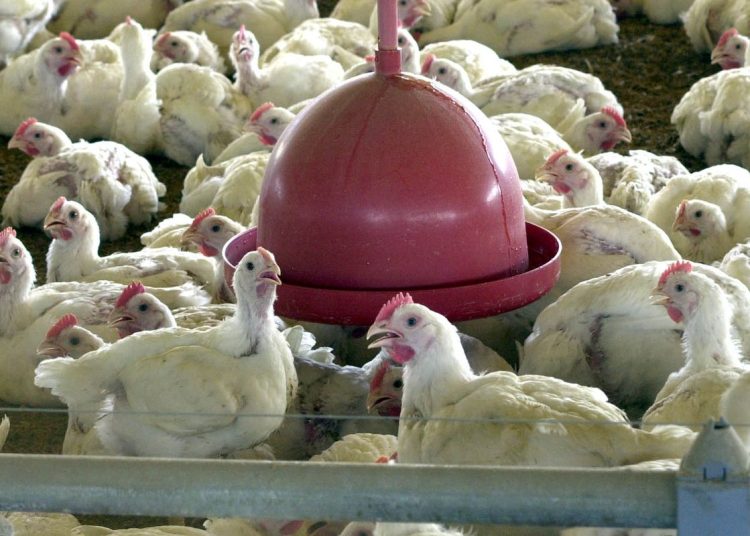 China suspende proibição de compra de carne de frango do Brasil