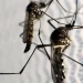 Vacina contra a dengue do Butantan pode beneficiar saúde global