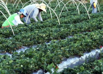 Finep anuncia parceria de R$ 74,9 milhões para a agricultura familiar
