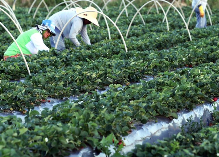 Finep anuncia parceria de R$ 74,9 milhões para a agricultura familiar