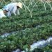 Finep anuncia parceria de R$ 74,9 milhões para a agricultura familiar