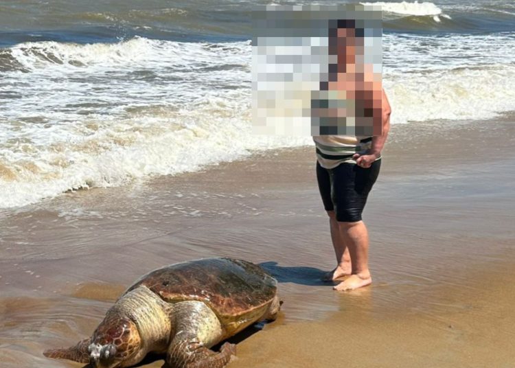 Tartaruga é encontrada morta na praia de Santa Clara, em SFI
