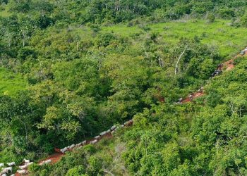PA: vaqueiro é morto ao ajudar a retirar gado invasor de área indígena