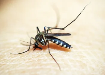 Brasileiros publicam maior estudo já feito sobre sequelas do zika