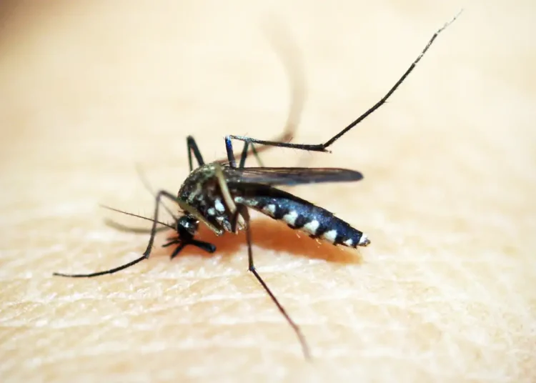 Brasileiros publicam maior estudo já feito sobre sequelas do zika