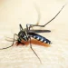 Brasileiros publicam maior estudo já feito sobre sequelas do zika