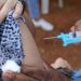 Cobertura vacinal contra HPV atinge 95,81% na capital paulista