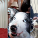 Animais no Oscar: curiosidades e momentos marcantes no tapete vermelho
