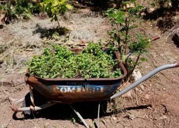 Horta comunitária reúne memória, cuidado e cidadania em favela do Rio