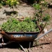 Horta comunitária reúne memória, cuidado e cidadania em favela do Rio