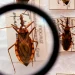 Saúde anuncia R$ 12 milhões para enfrentamento da doença de Chagas