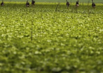 CMN passa a exigir fotos com localização comprovada em seguro rural