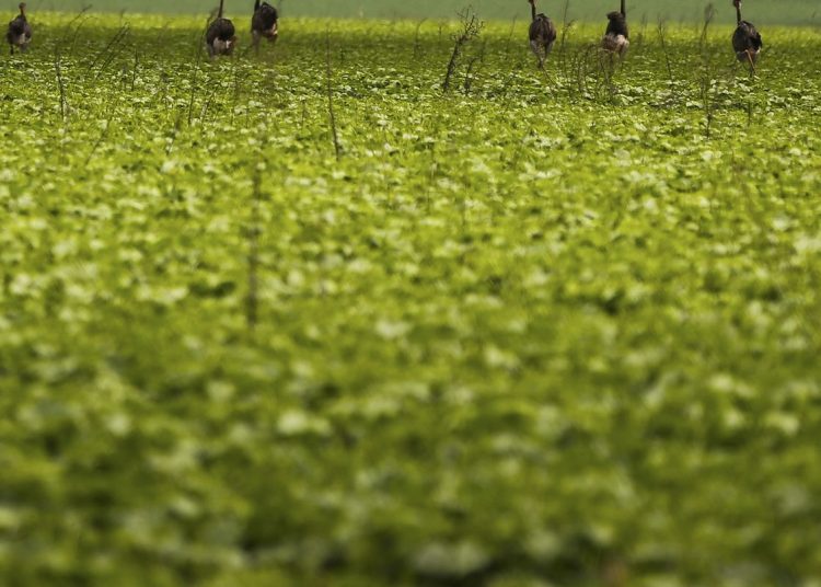 CMN passa a exigir fotos com localização comprovada em seguro rural