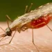 Cientistas da Fiocruz podem produzir vacina completa contra a malária