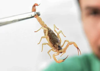 Crianças são mais vulneráveis a envenenamento por picada de escorpião