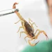 Crianças são mais vulneráveis a envenenamento por picada de escorpião