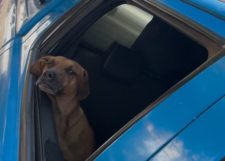 Vira-lata caramelo vira mascote de policiais e participa de patrulhamentos