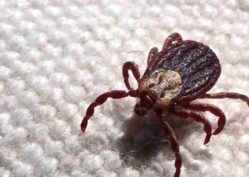 SP registra 18 mortes por febre maculosa em 19 casos confirmados