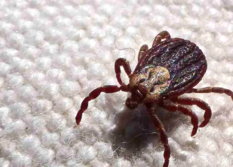 SP registra 18 mortes por febre maculosa em 19 casos confirmados