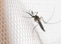 Cidades do noroeste de SP têm maior incidência de casos de dengue